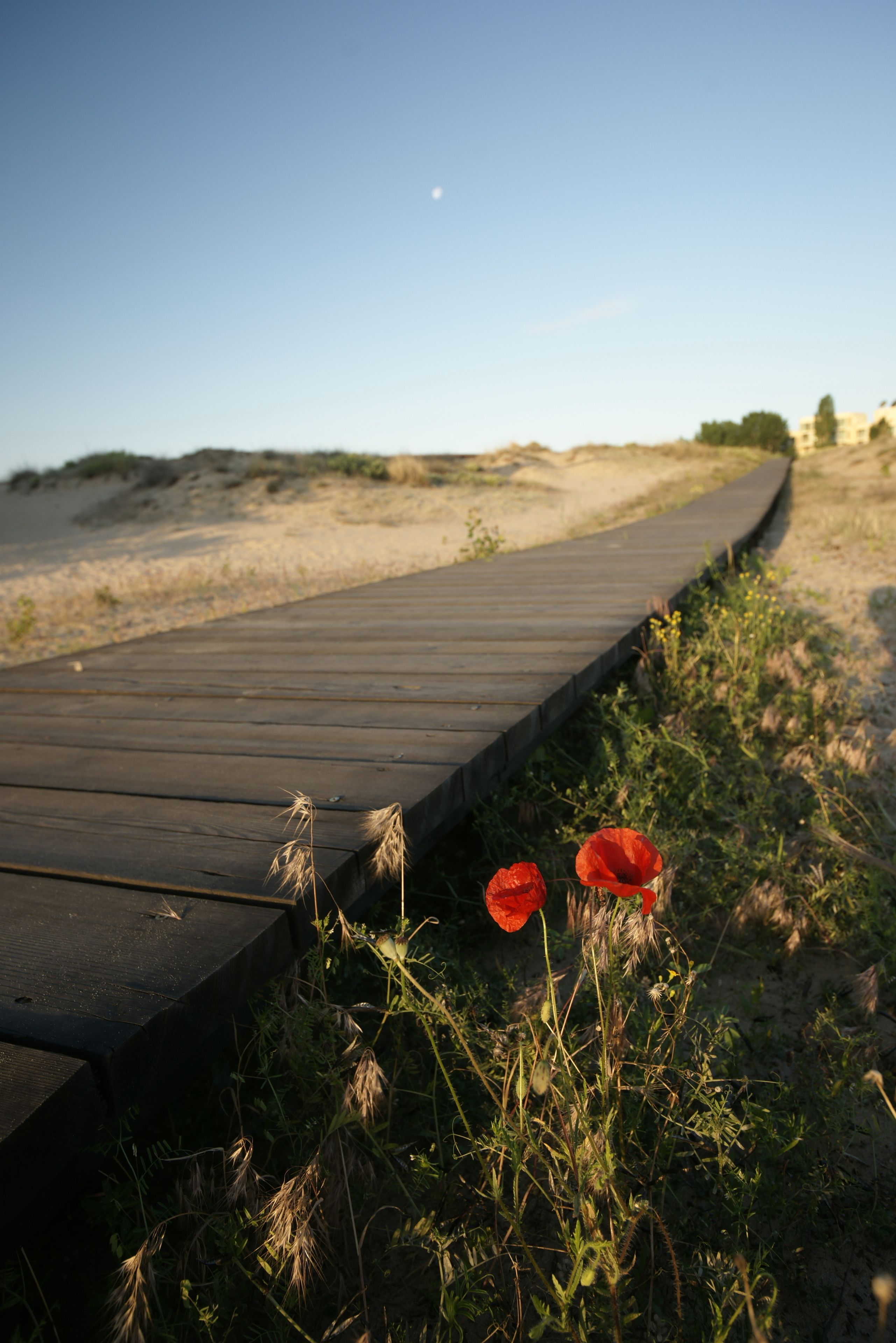 A wooden boardwalk leading to a sandy beach with two red flowers in the foreground.