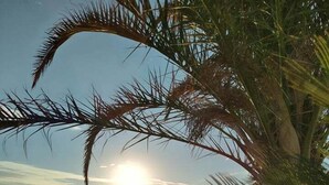A beach with a palm tree in the foreground, a clear sky, and the sun setting over the ocean. - Sirena Hotel (Sunny Beach)