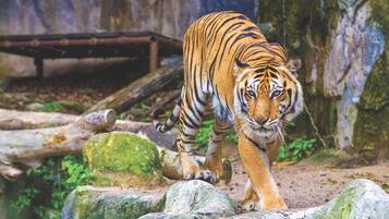 Un tigre marchant sur des rochers dans un enclos de zoo.