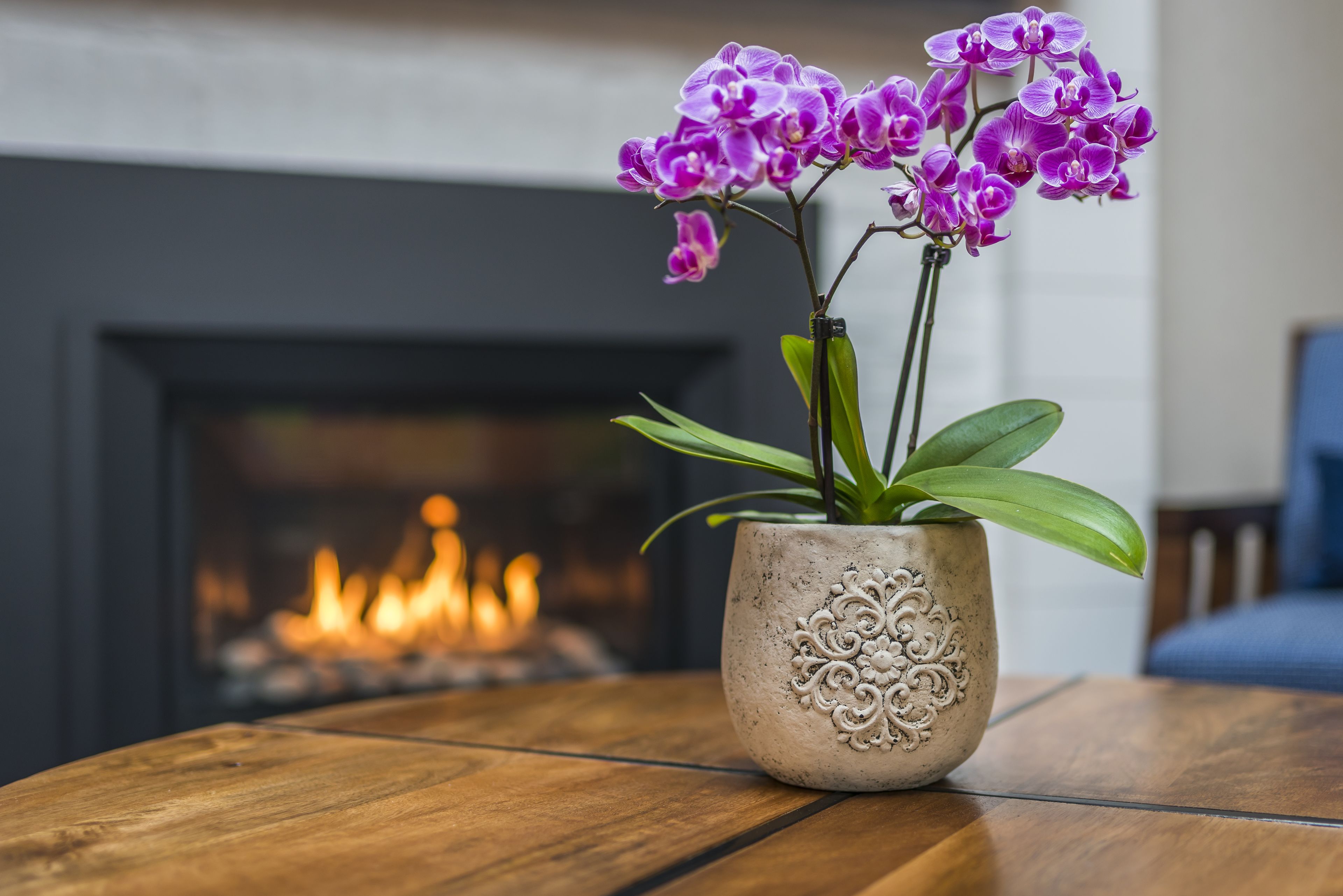 A potted orchid on a wooden table with a fireplace in the background.