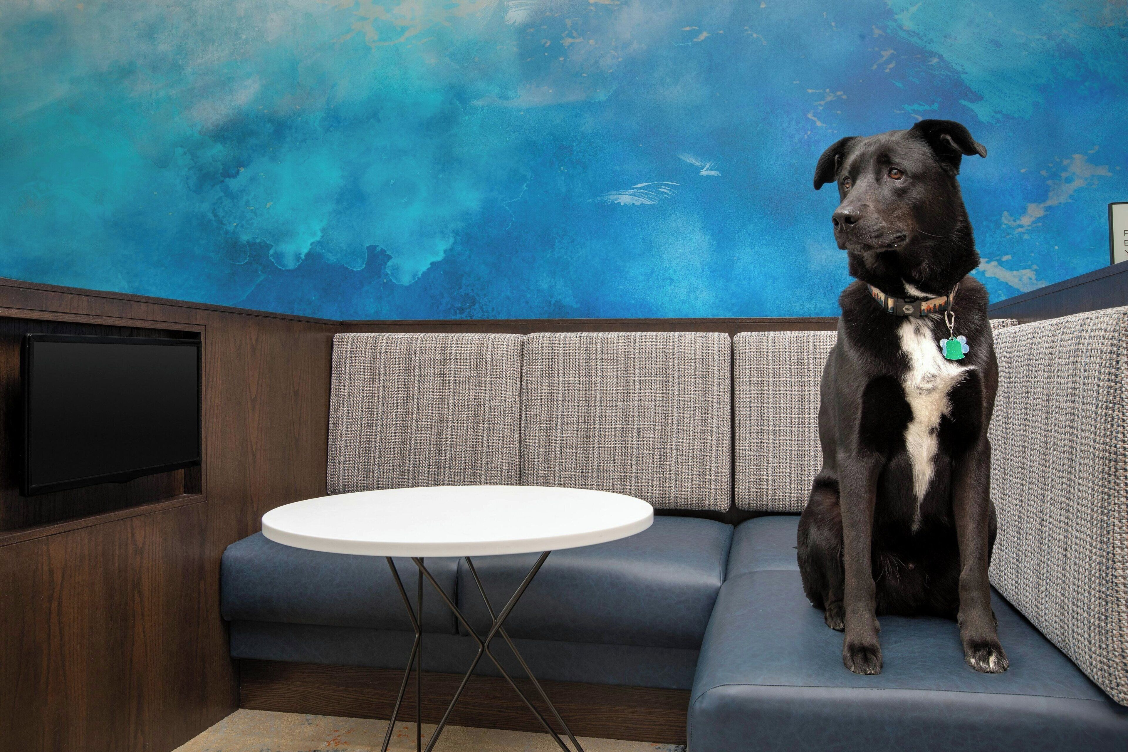 Un perro negro sentado en un sofá azul con una mesa blanca delante.