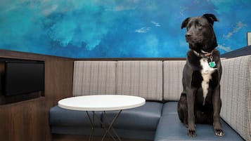 Un perro negro sentado en un sofá azul con una mesa blanca delante.