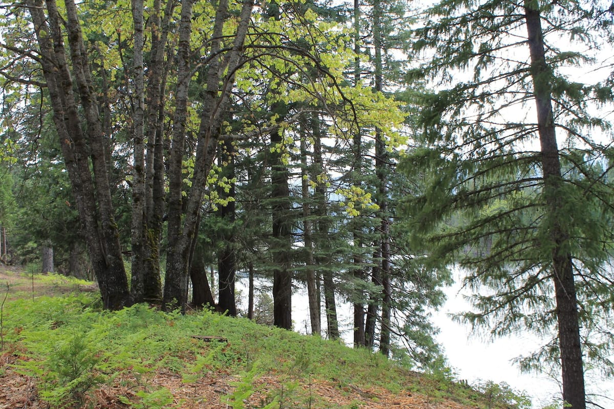 A forested area with tall trees and a body of water in the background.