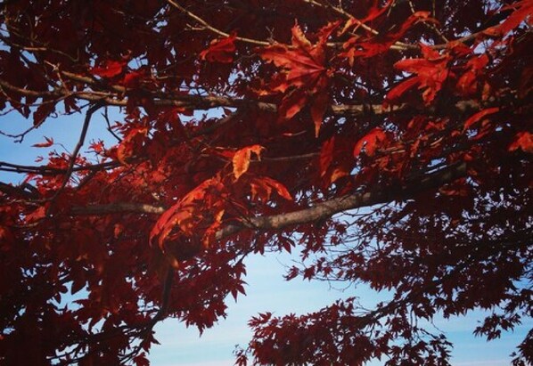 Un árbol con hojas rojas sobre un cielo despejado.