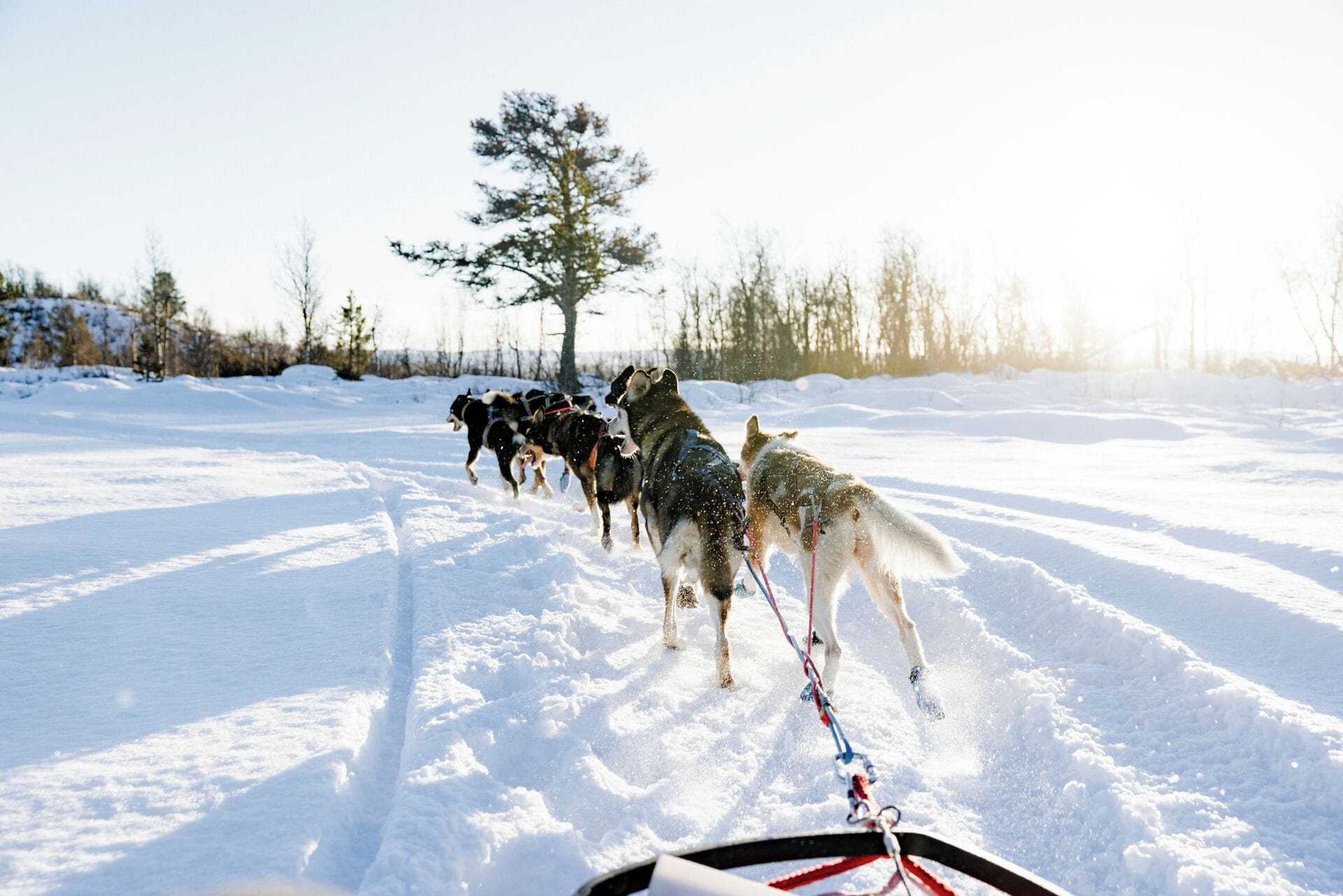 Eine Gruppe von Schlittenhunden zieht einen Schlitten durch eine verschneite Landschaft.