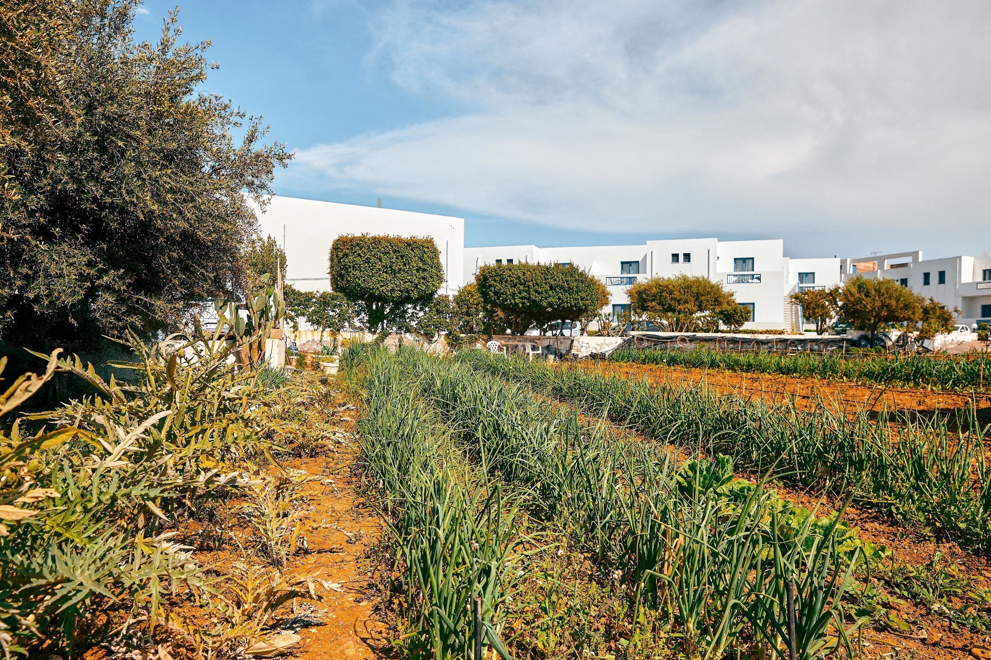 Paisaje rural con campos de cultivo, árboles y edificios blancos modernos.