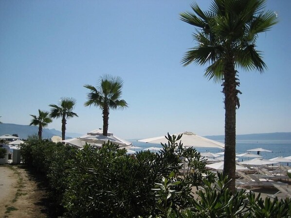 A beach with palm trees, umbrellas, and a clear sky.