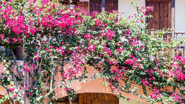 A courtyard with a wooden door, two chairs, and a potted plant. - Rigas Hotel Skopelos by GHH (Skopelos)