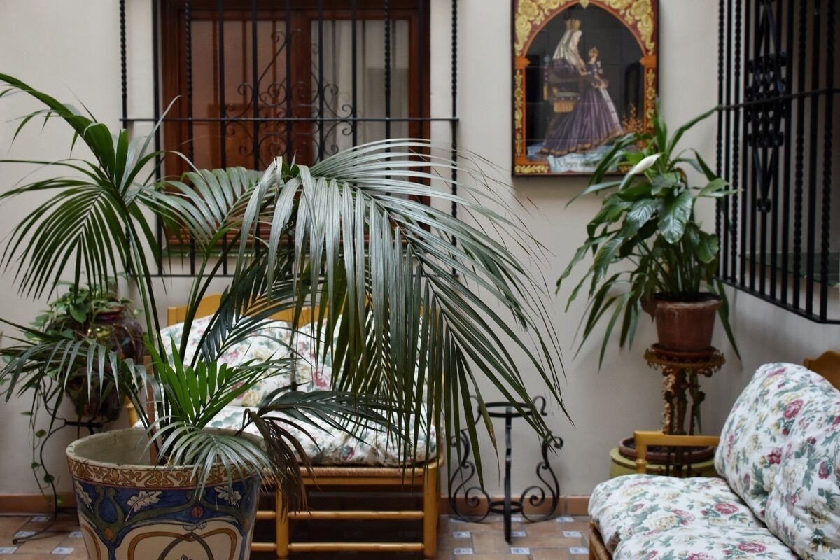 A room with a wooden chair, a sofa, and several potted plants.