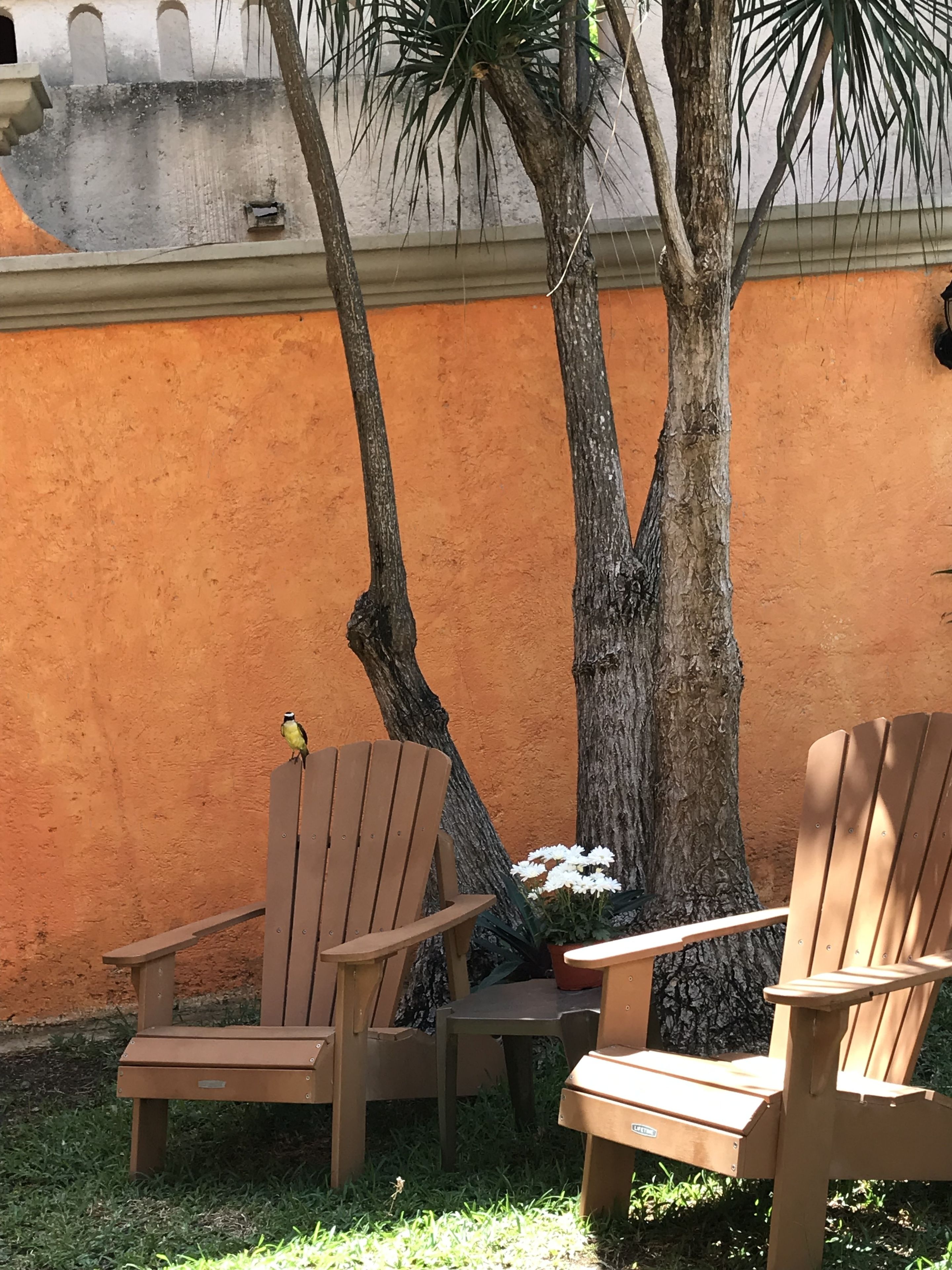 Two wooden chairs, a small table, and a potted plant with white flowers, positioned against a textured orange wall with a tree trunk.