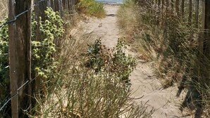 A sandy beach path leading to the sea, flanked by wooden fences and vegetation. - Relais Thalasso île de Ré - Hôtel Atalante (Sainte-Marie-de-Re)