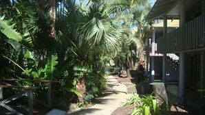 A pathway surrounded by lush tropical vegetation, leading to a building with a covered porch. - Base Airlie Beach Resort - Hostel (Airlie Beach)