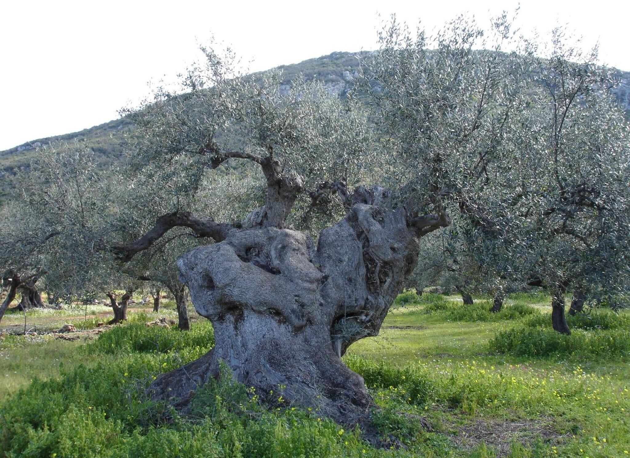 A large, gnarled olive tree in a field with a mountainous backdrop.