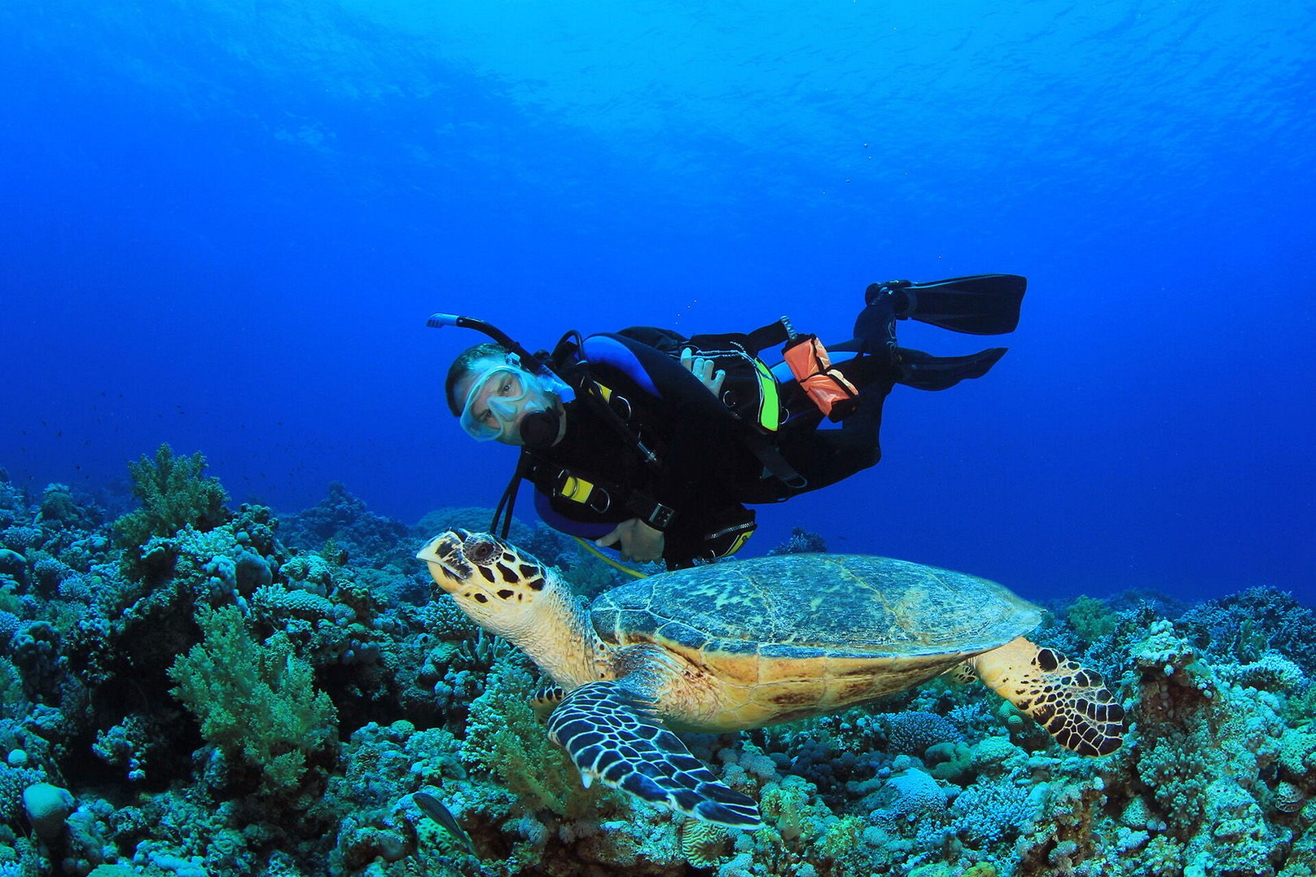 A diver swimming with a sea turtle in a vibrant underwater reef.