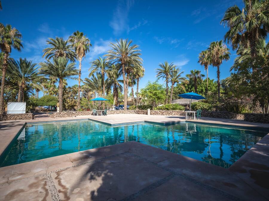 A swimming pool surrounded by palm trees and stone walls, with lounge chairs and umbrellas.
