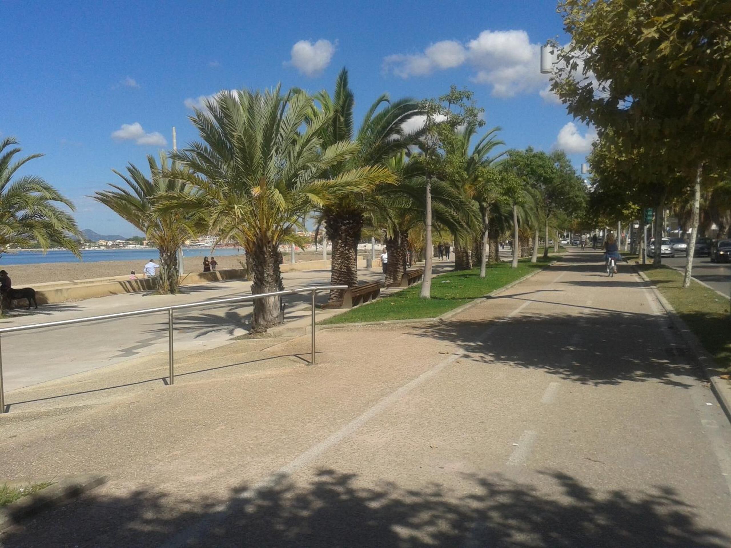 A coastal promenade with palm trees, a bike path, and a beach in the background.