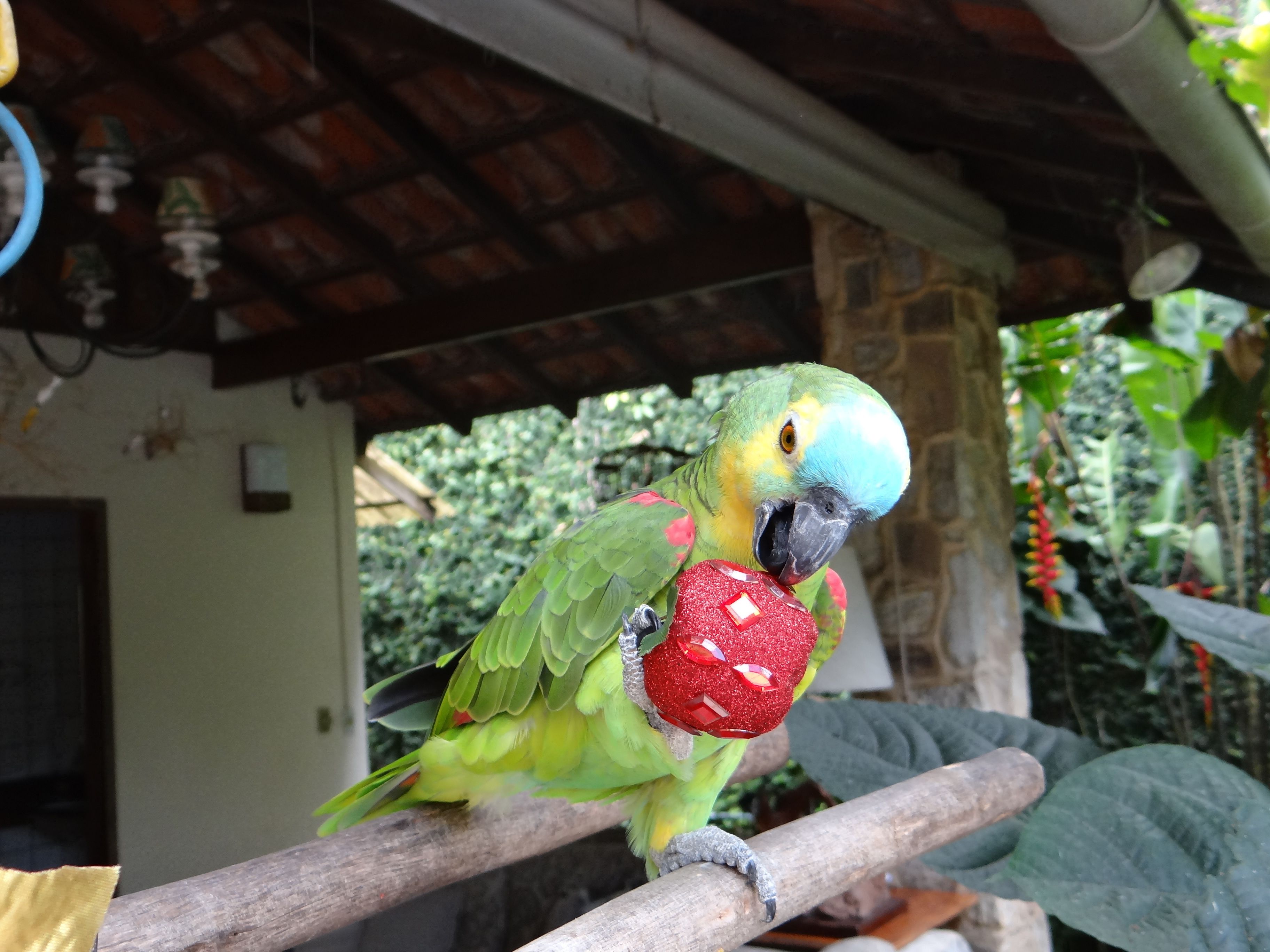 Ein Papagei sitzt auf einem Holzast und hält eine rote Frucht.