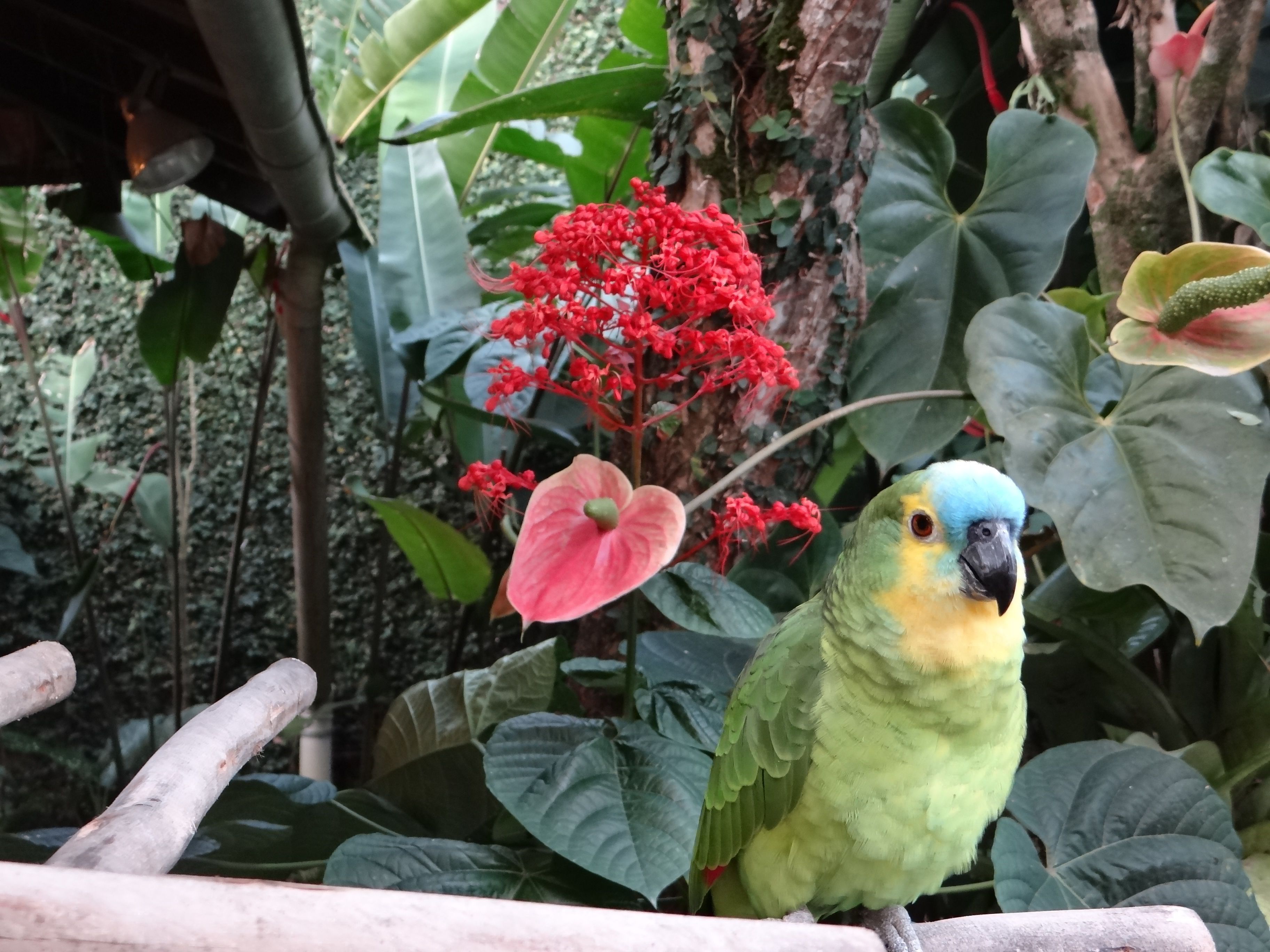 Un loro posado en una rama rodeado de follaje verde exuberante y flores rojas.