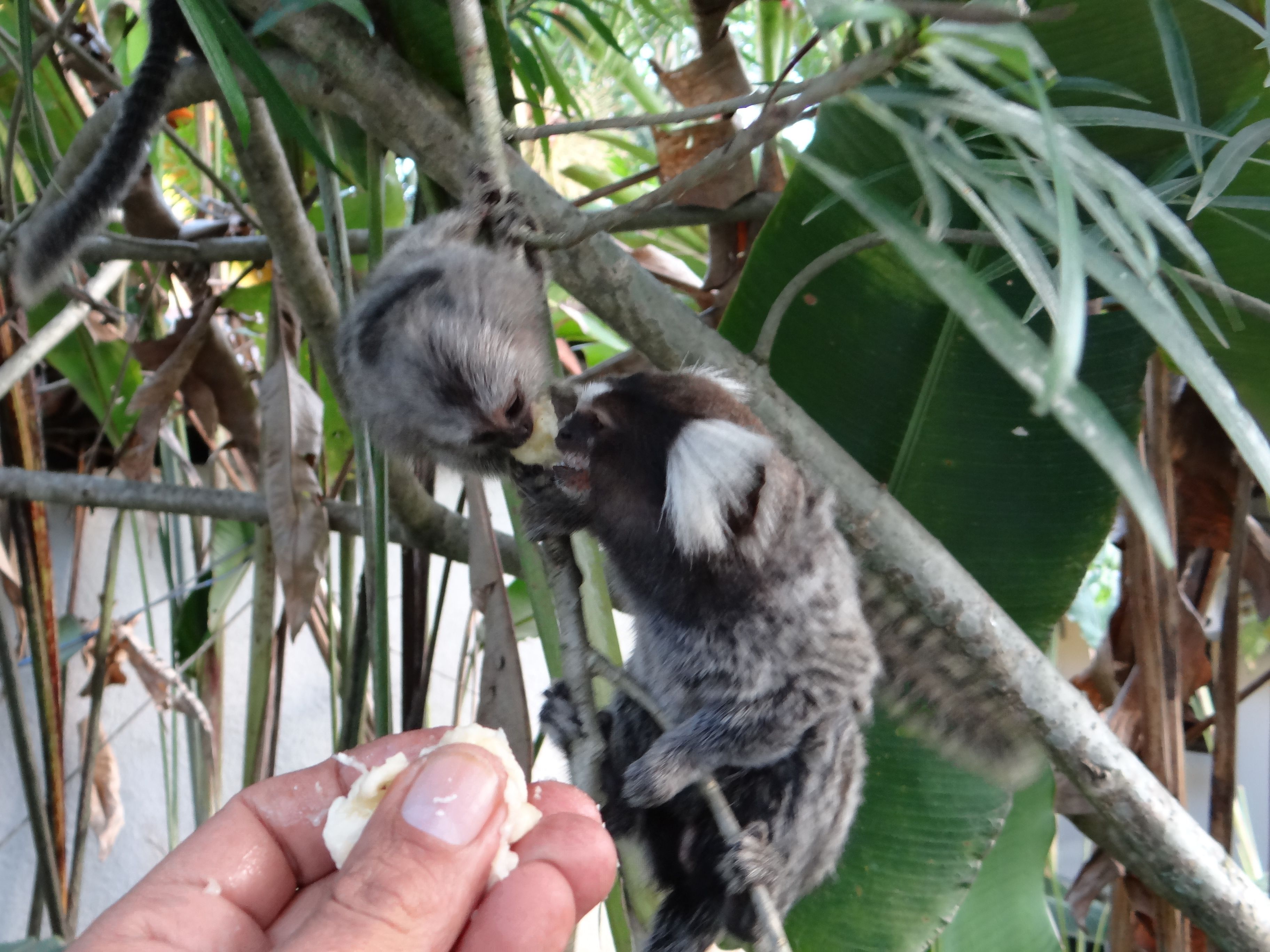 Photo - Eliconial Paraty Pousada