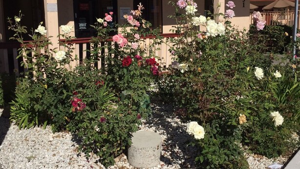 A building with a 'Lobby' and 'Vacancy' sign, surrounded by a variety of flowering plants. - Heritage Inn La Mesa (La Mesa)