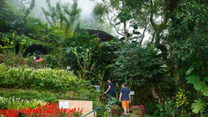 Un exuberante jardín con diversas plantas y flores, una escalera y una barandilla de metal.