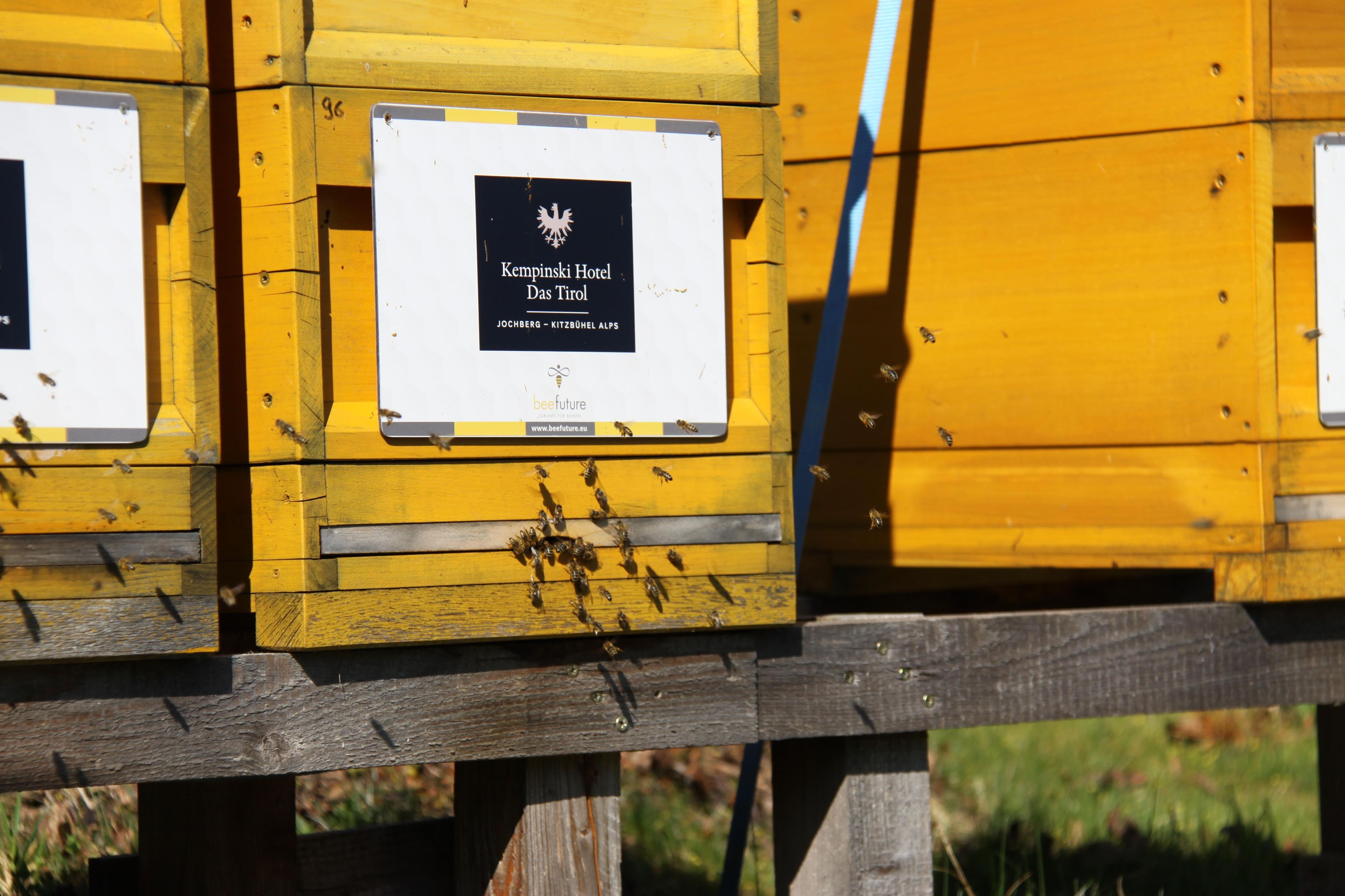 Beehives with labels indicating 'Kempinski Hotel Das Tirol' and 'beeffuture.'