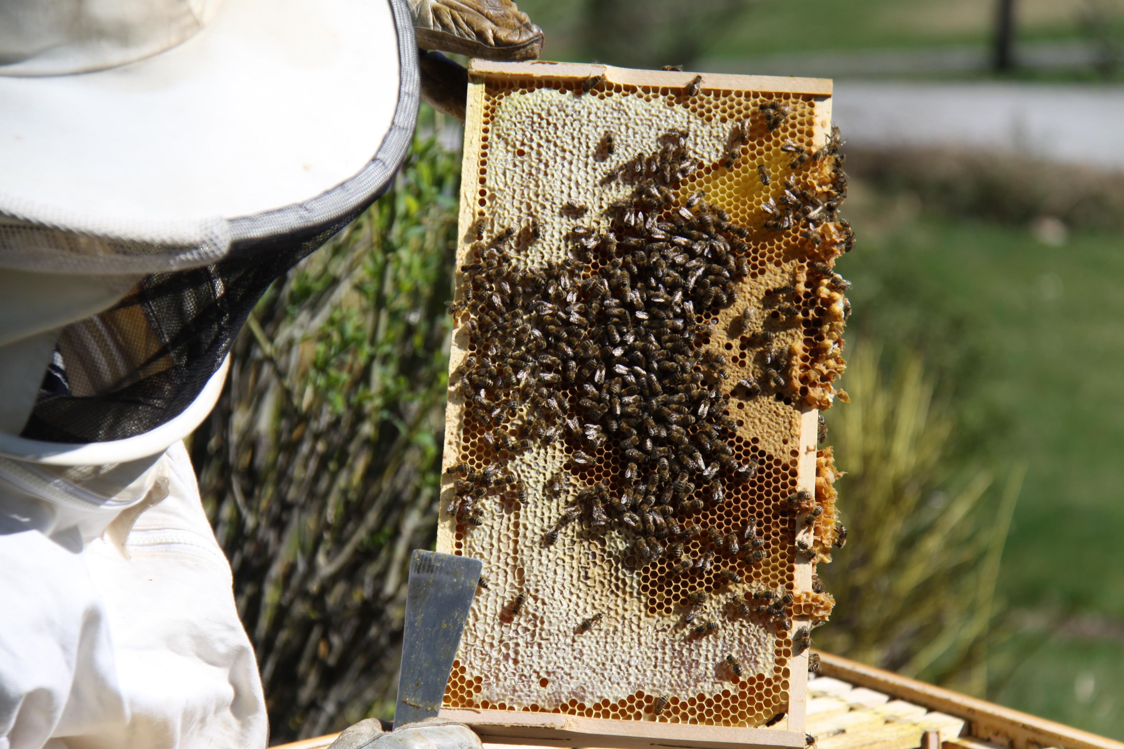 Un marco de colmenar con abejas, un traje de apicultor y una estructura de panal.