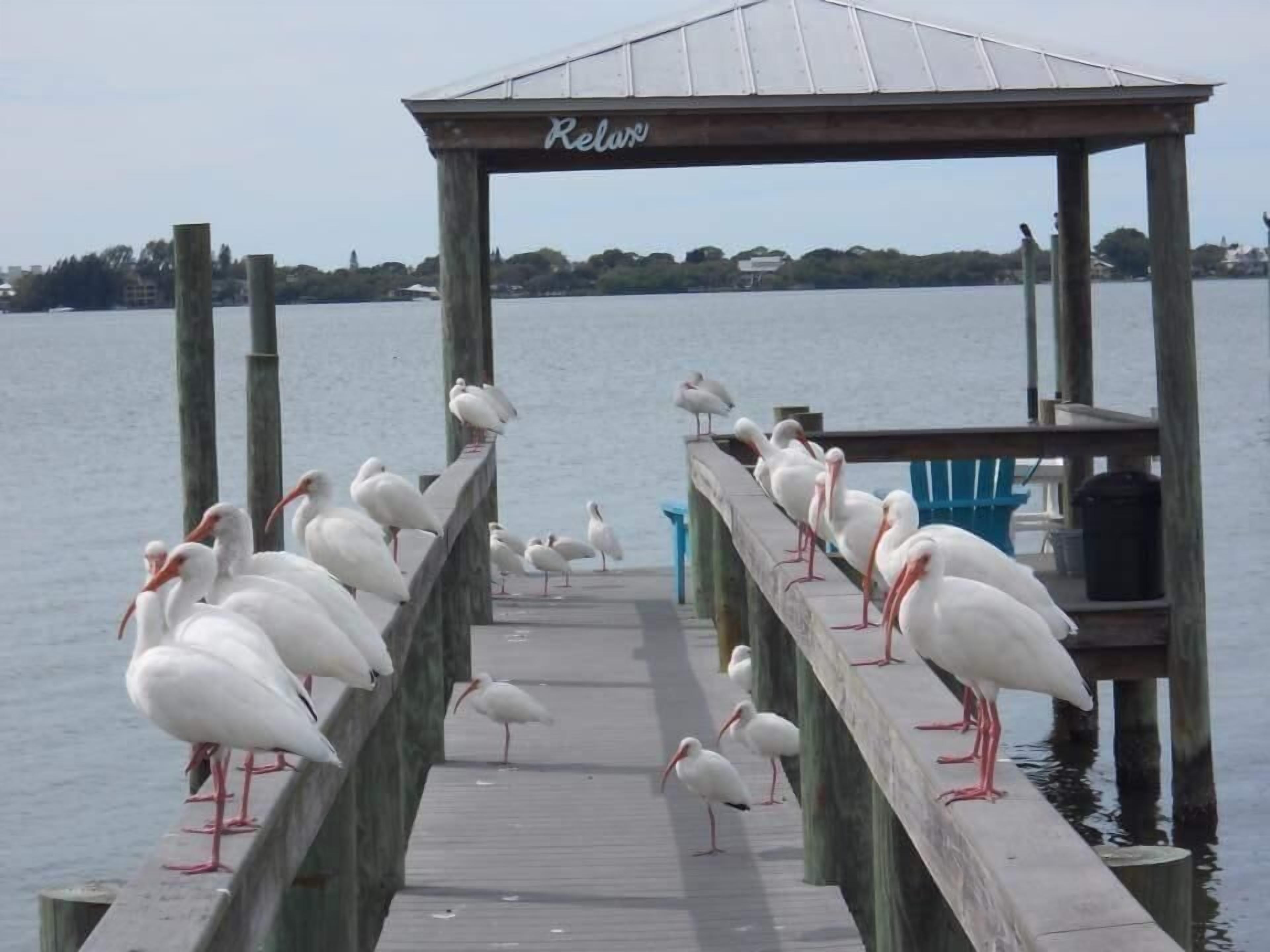 A wooden pier with a gazebo labeled "Relax" at the end, leading to a body of water.