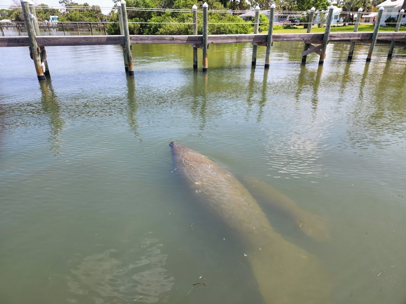 Un grande pesce nuota in acqua, sullo sfondo pali di legno e un ponte.