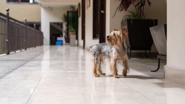 Un perro en un pasillo con suelo de baldosas, un banco y una planta en maceta.