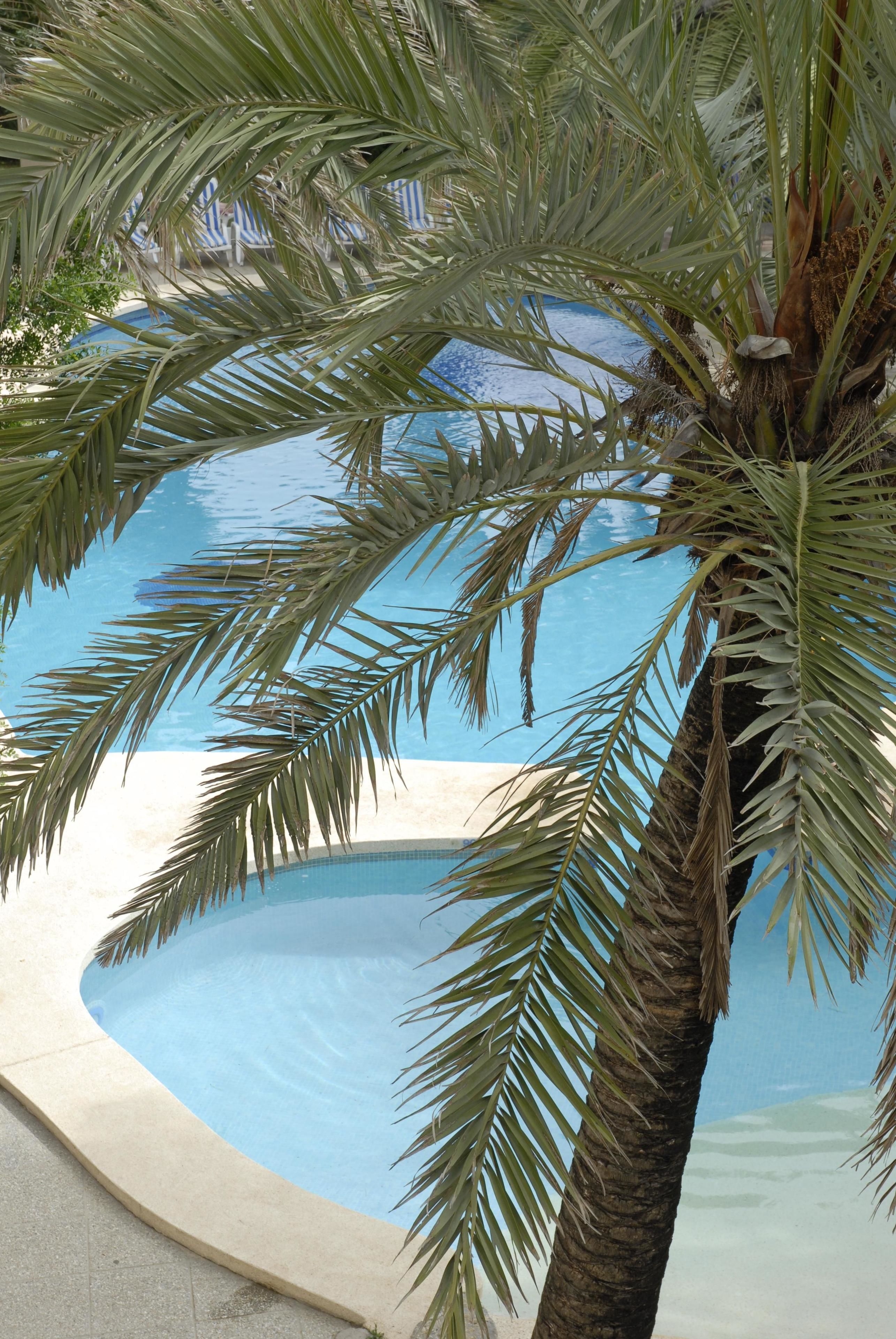 A swimming pool surrounded by palm trees.