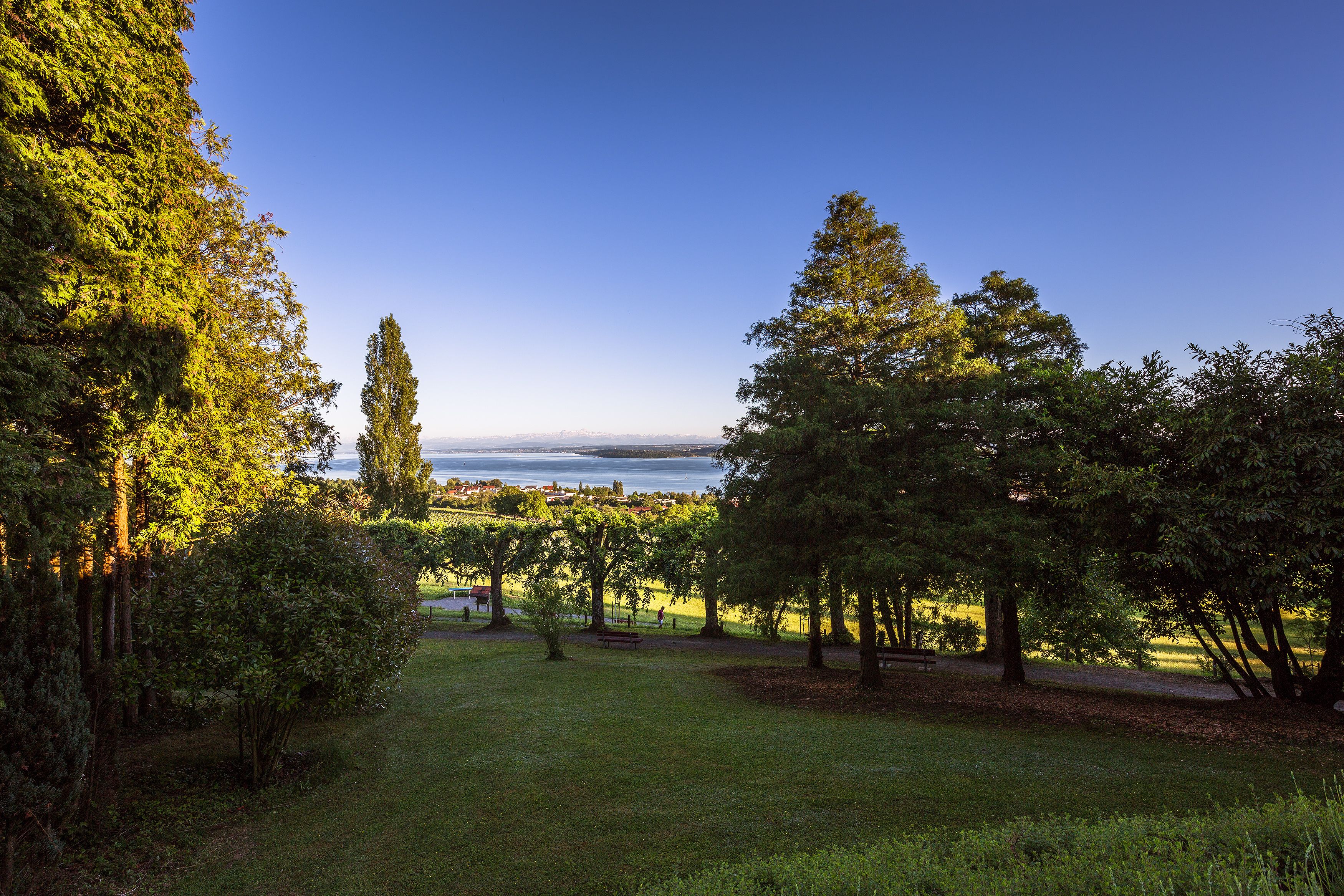 A park with a lake view, benches, and trees.