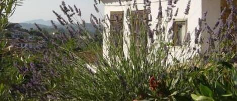 Un edificio blanco con techo de tejas, rodeado de plantas de lavanda.