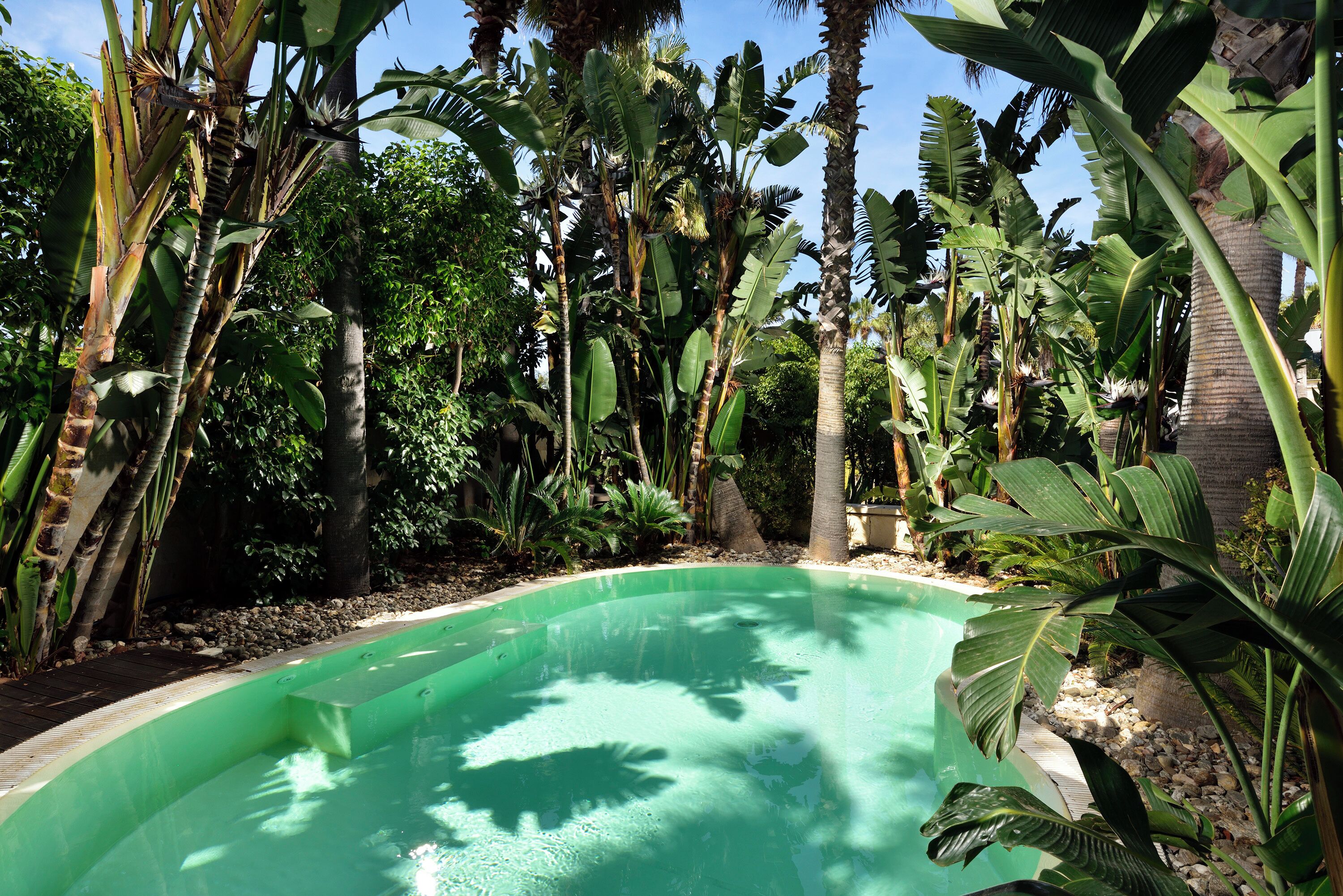 A swimming pool surrounded by lush tropical vegetation, including banana trees and palm trees.