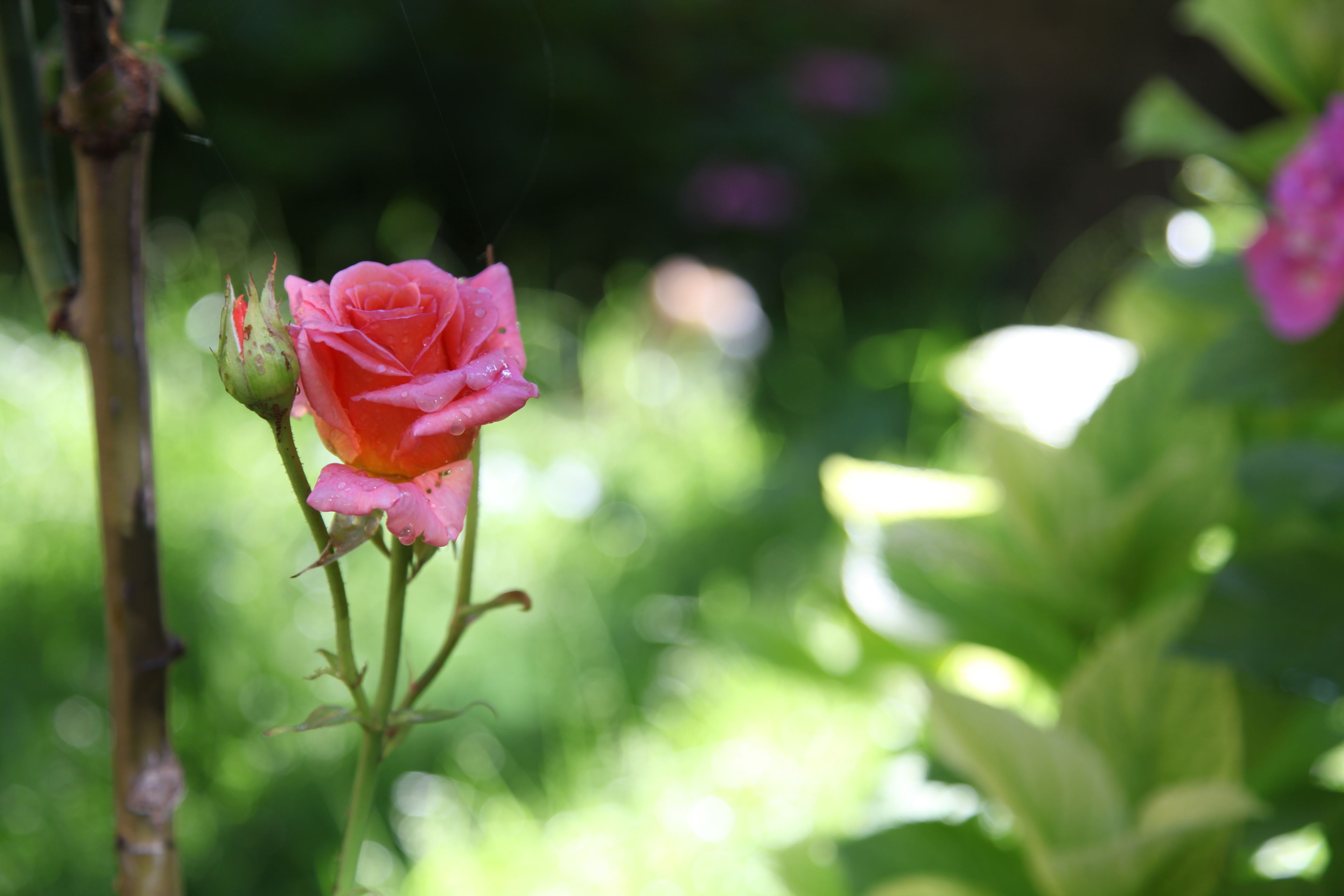 Una rosa en plena floración sobre un fondo verde desenfocado.