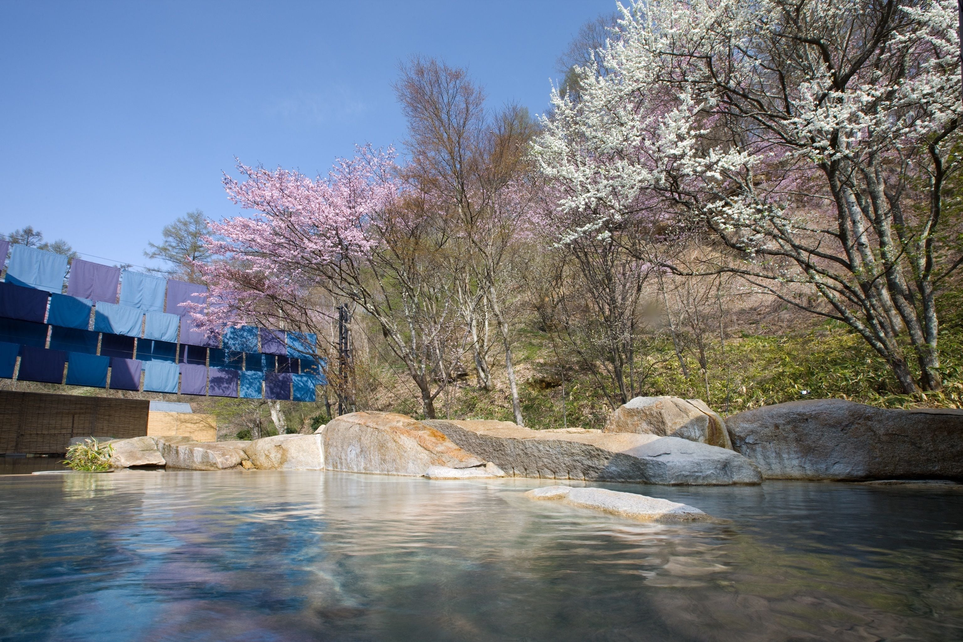A serene outdoor setting with a clear pool, large rocks, and blooming trees.