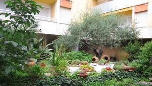 A courtyard with various potted plants and a small tree. - Apartamentos Costa d'Or (Calafell)