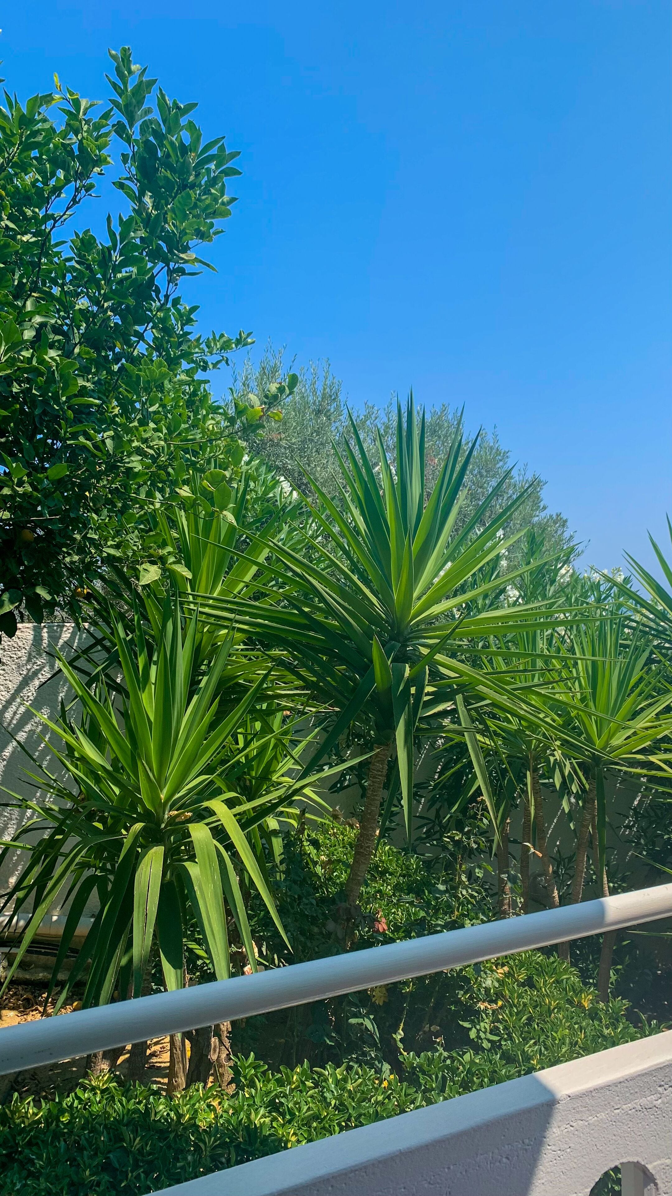 Foto - Folia Apartments Chania