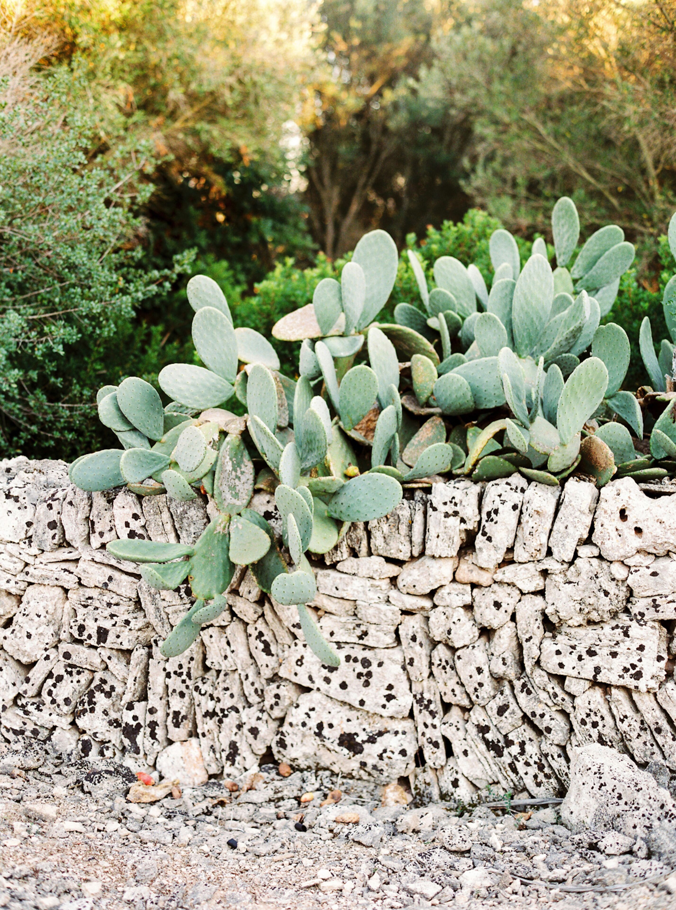 A cactus plant with broad, flat leaves growing on a textured, stone-like surface.