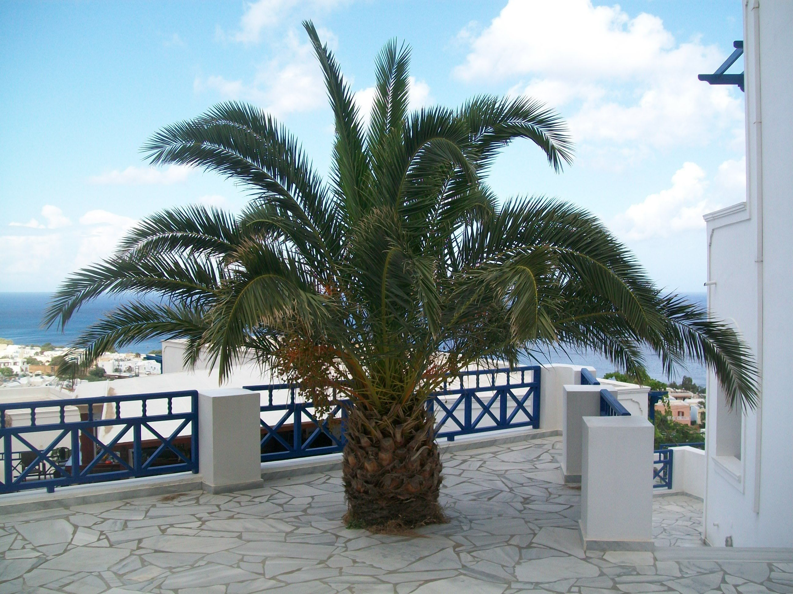 Foto - Aegean View Hotel