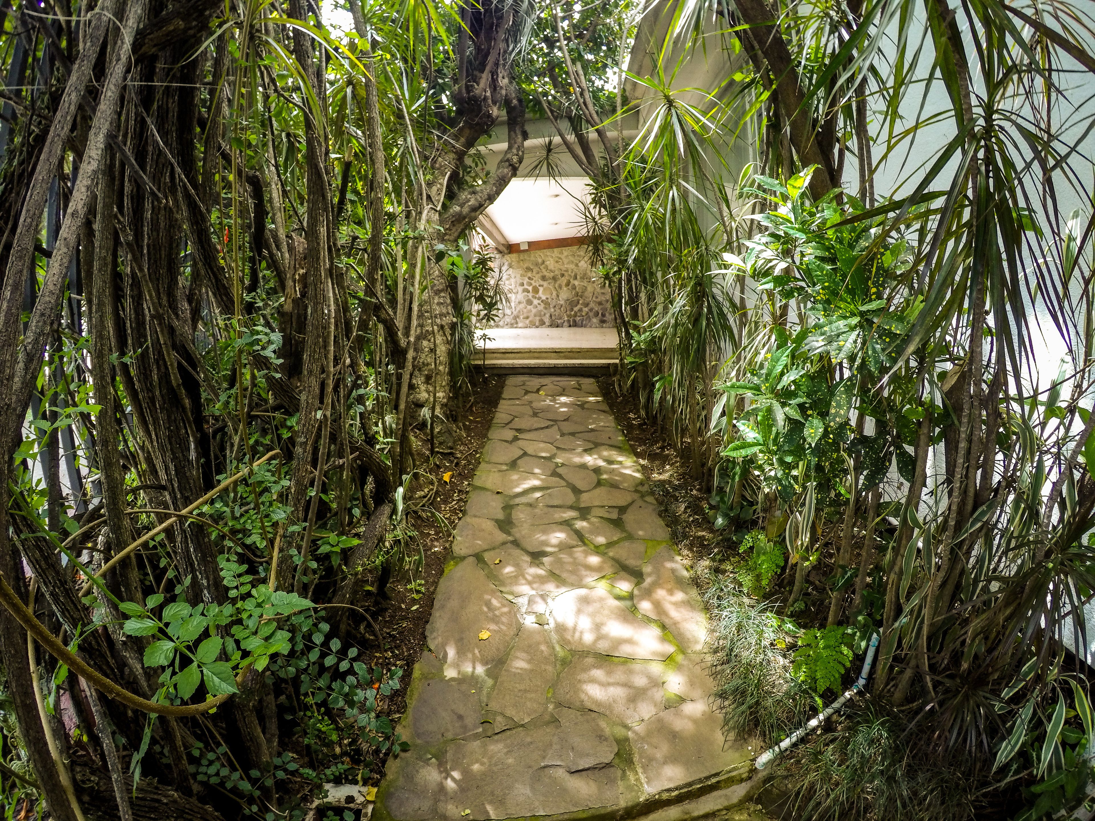 A stone pathway flanked by dense foliage and a stone wall.