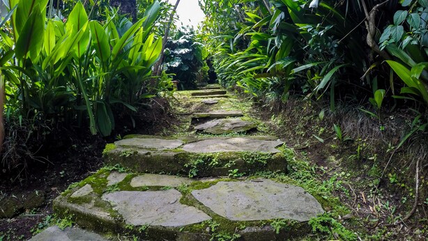 A stone staircase surrounded by lush greenery. - Hotel Le Bergerac (San José)