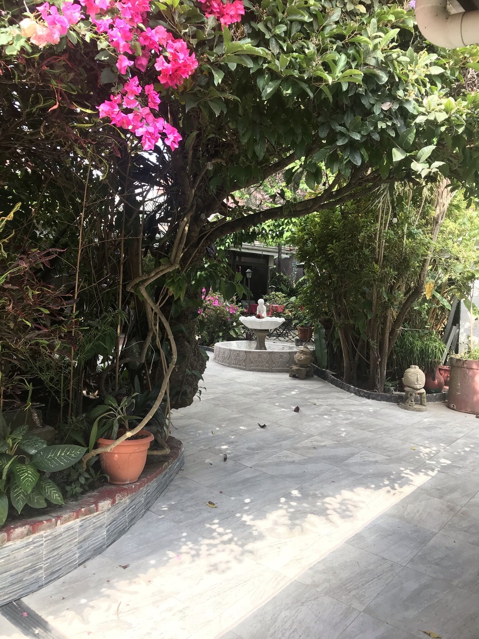 Un sendero en un jardín con plantas en macetas y una fuente.