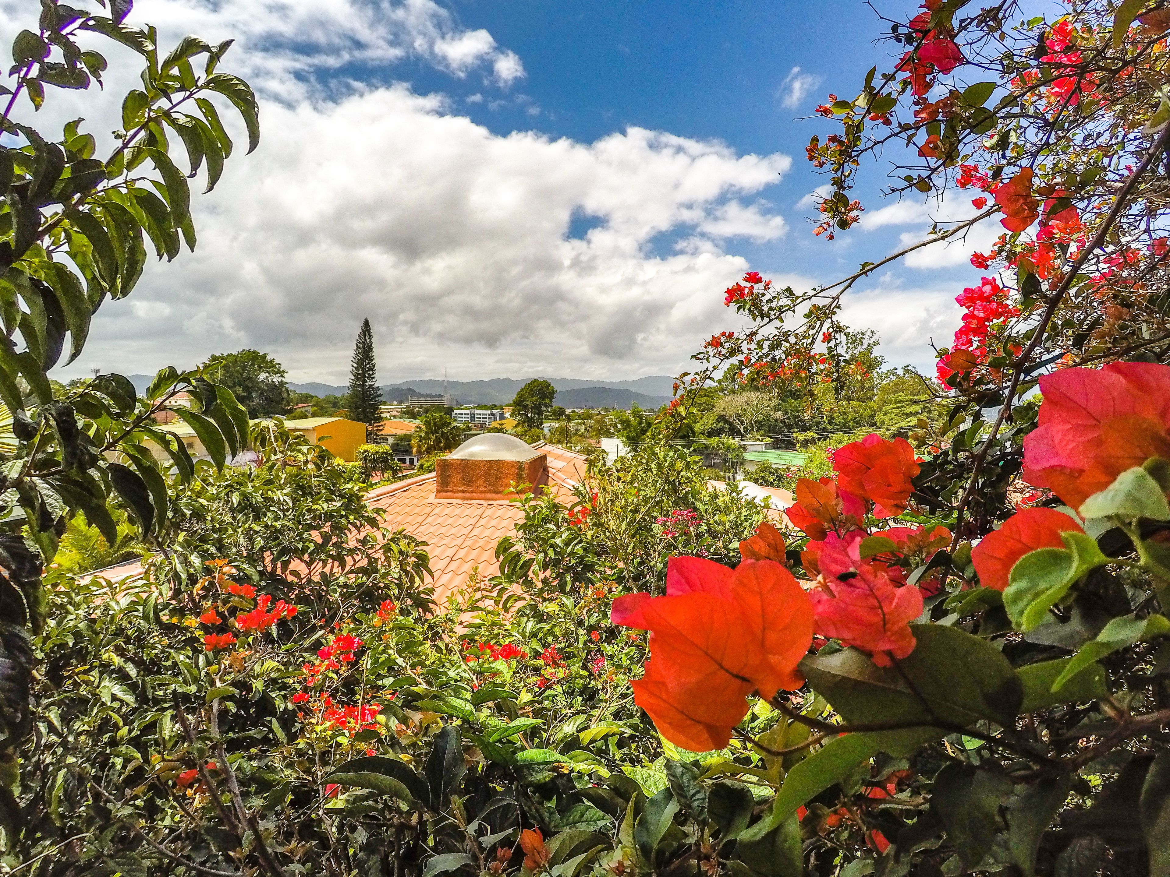 A garden with red flowers and a view of buildings in the background.