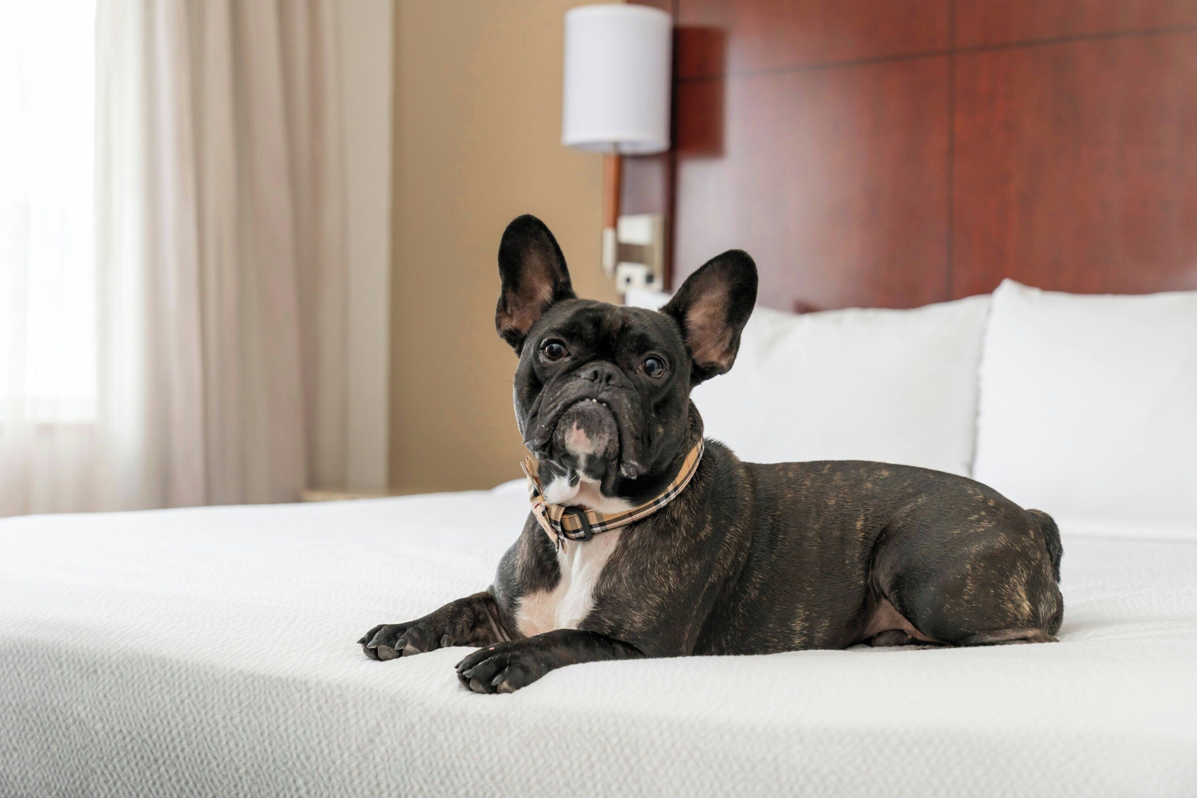 Photo - Residence Inn by Marriott San Antonio Six Flags at The RIM