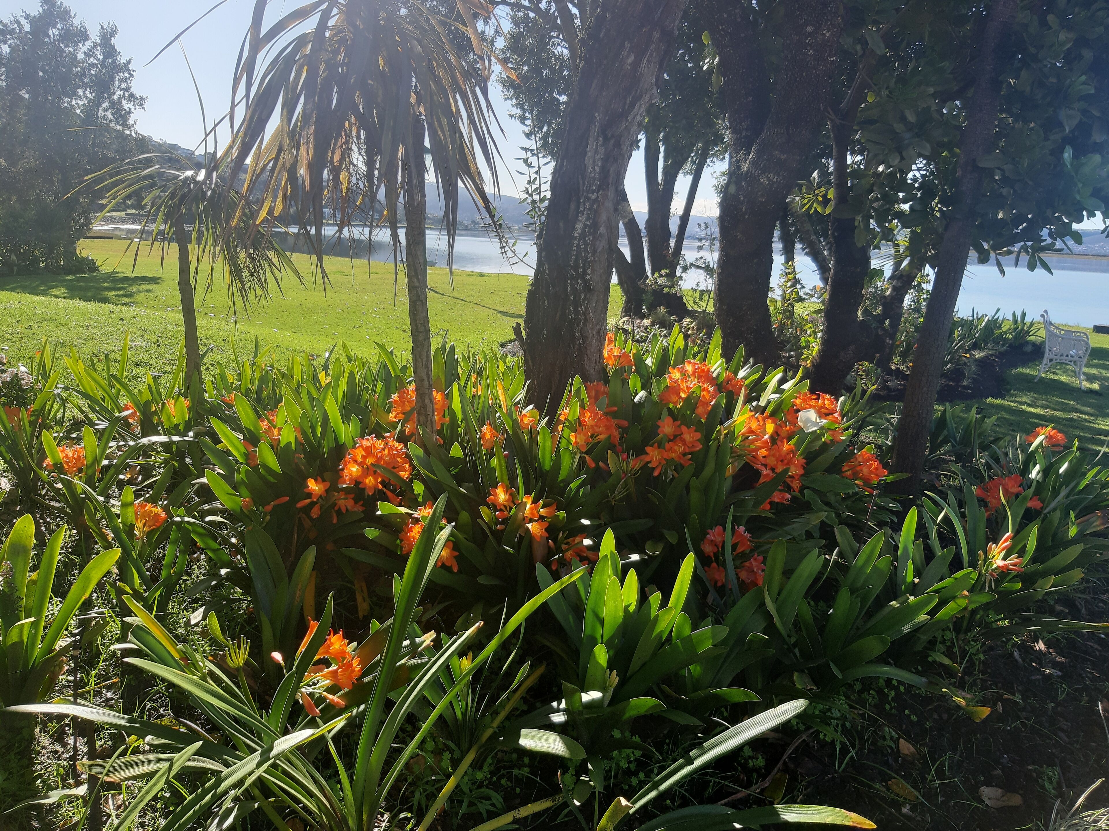 Un jardin agrémenté de fleurs oranges et de feuillage vert, avec des arbres et une vue sur une étendue d’eau.