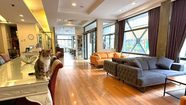 A modern living room with a glass dining table, two sofas, and a cat sitting on the table. - Hotellino (Istanbul)