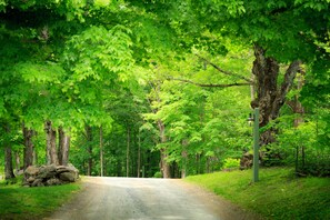 A paved road flanked by dense green foliage and trees, leading into a forested area.