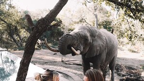 A wooden deck with a tree and an elephant in the background. - Honeyguide Tented Safari Camps - Mantobeni (Bushbuckridge)