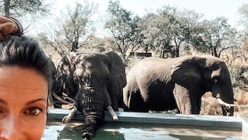 A person by a pool with two elephants in the background.